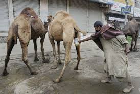 これは...ラクダのミルクを飲むイスラム教の男性...